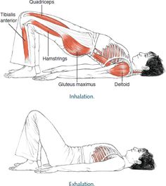 shoulder bridge