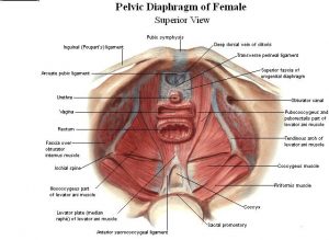 pelvic diaphragm emale